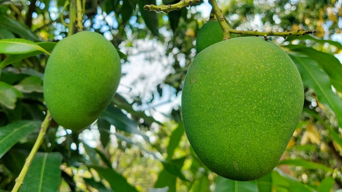 ঘূর্ণিঝড় মোখার প্রভাব না পড়ায় স্বস্তিতে আমচাষিরা