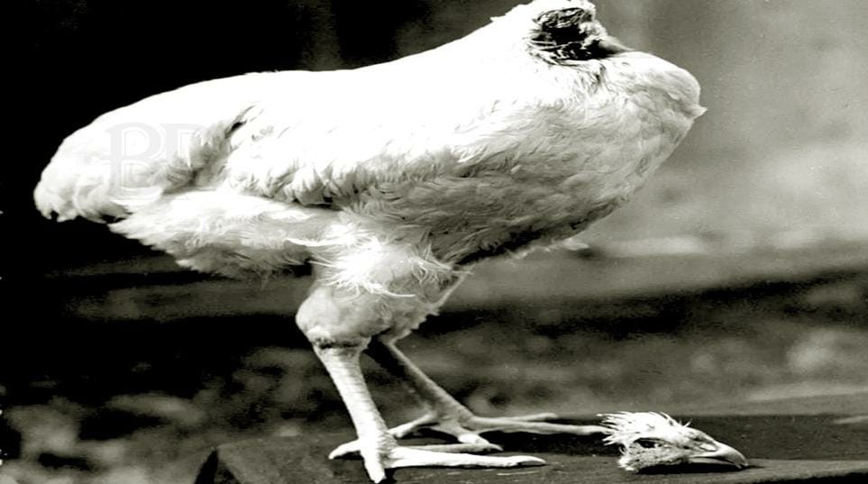 মাথা ছাড়া ১৮ মাস বেঁচে ছিল মুরগি