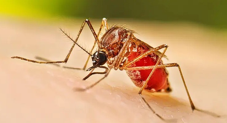 ২৪ ঘণ্টায় ডেঙ্গুতে ৪ জনের মৃত্যু, হাসপাতালে ৩১৯