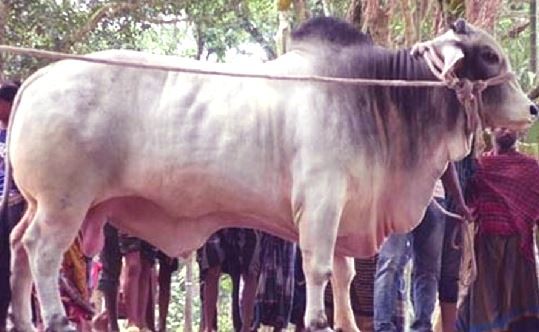 মোখায় ‘গ্যাসশূন্য’ চট্টগ্রাম, হোটেল-রেস্তোরাঁয়ও হাহাকার